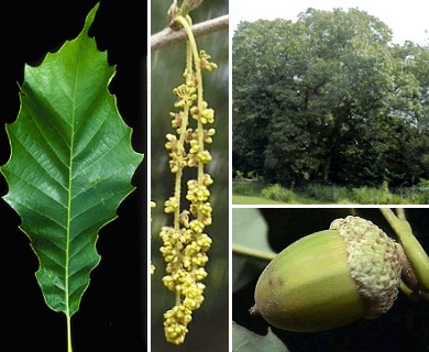 Quercus muehlenbergii