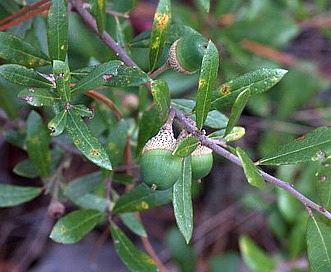 Quercus myrtifolia