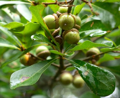 Quercus nigra