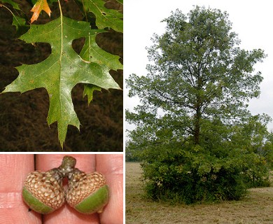 Quercus palustris