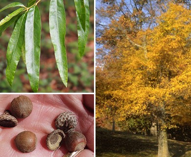 Quercus phellos