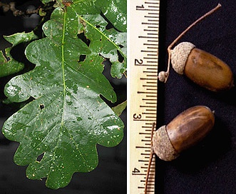 Quercus robur