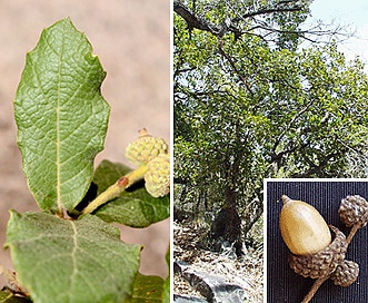 Quercus rugosa