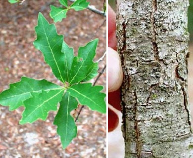 Quercus sinuata