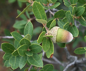 Quercus toumeyi