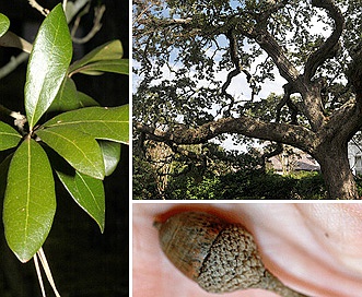 Quercus virginiana