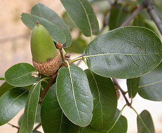 Quercus wislizeni