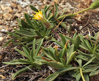 Raillardella scaposa