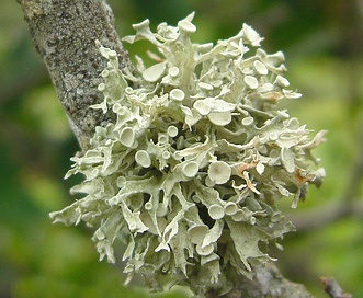 Ramalina americana