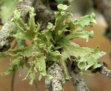 Ramalina complanata