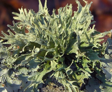 Ramalina culbersoniorum