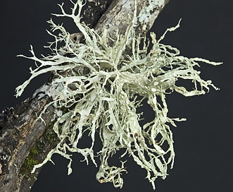 Ramalina farinacea