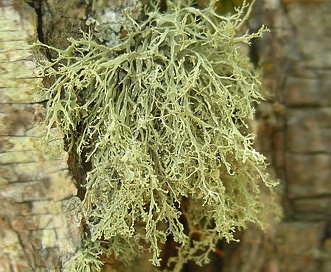 Ramalina intermedia