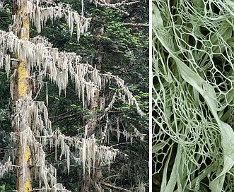 Ramalina menziesii