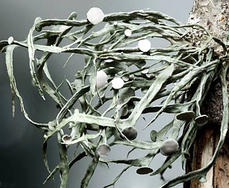 Ramalina stenospora