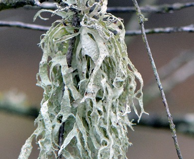 Ramalina subleptocarpha