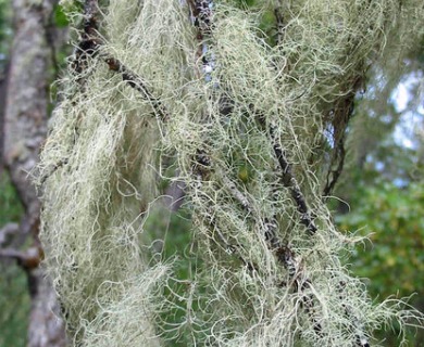 Ramalina thrausta