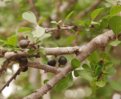 Randia obcordata