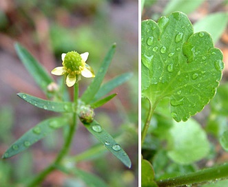 Ranunculus abortivus