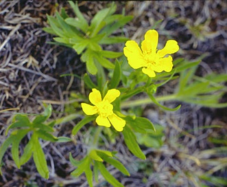 Ranunculus acriformis