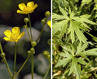 Ranunculus acris