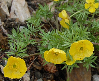 Ranunculus adoneus