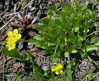 Ranunculus alismifolius