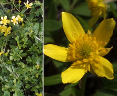 Ranunculus bulbosus