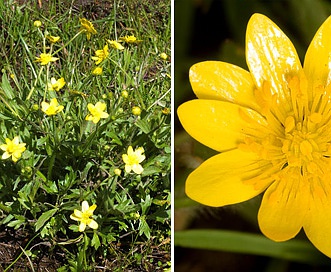 Ranunculus canus