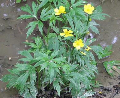 Ranunculus caricetorum