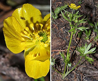 Ranunculus eschscholtzii