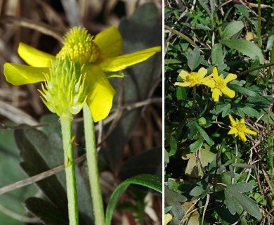 Ranunculus fascicularis