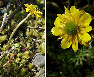 Ranunculus gmelinii