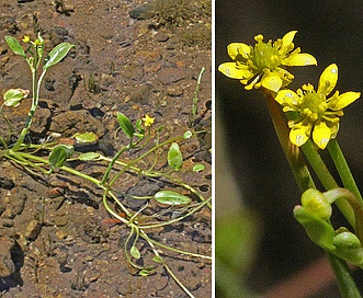 Ranunculus hydrocharoides