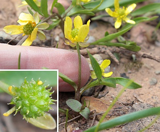 Ranunculus jovis