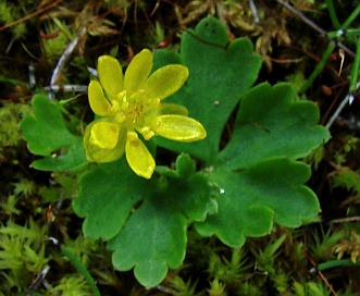 Ranunculus lapponicus
