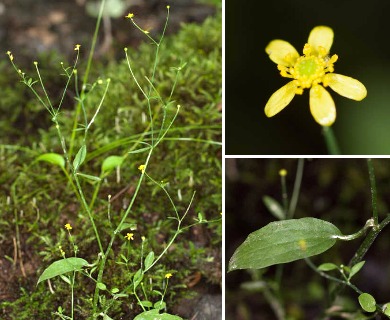 Ranunculus laxicaulis