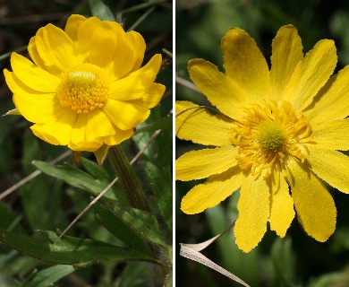 Ranunculus macranthus