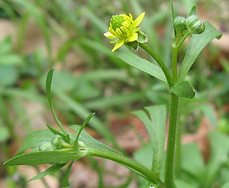 Ranunculus micranthus