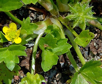 Ranunculus muricatus