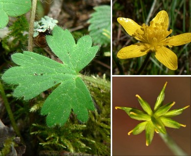 Ranunculus occidentalis