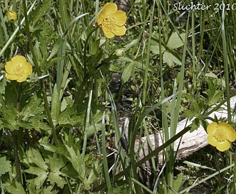 Ranunculus orthorhynchus