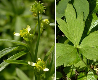 Ranunculus parviflorus