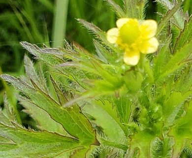 Ranunculus pensylvanicus