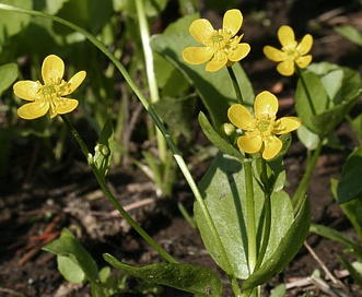 Ranunculus populago