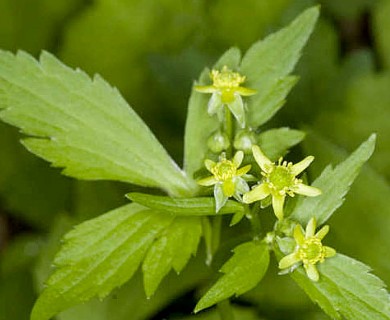 Ranunculus recurvatus