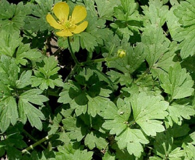 Ranunculus repens