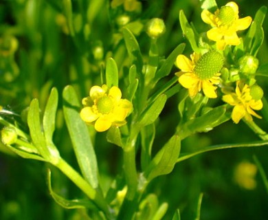 Ranunculus sceleratus