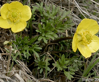 Ranunculus triternatus