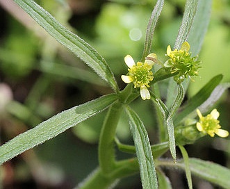 Ranunculus uncinatus